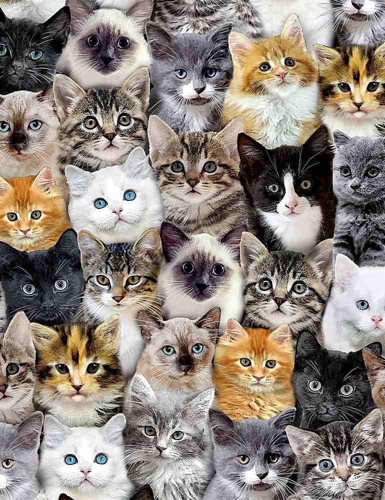 Packed_Mixed_Breeds_Of_Cats-Multi_CAT-CD8417-MULTI_Cotton_Fabric